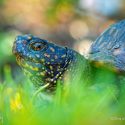 Thumbnail for the post titled: Citizen Science Work Group