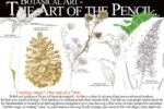 Thumbnail for the post titled: Botanical Art Class – The Art of the Pencil