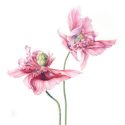 Thumbnail for the post titled: Botanical Art Workshop – Mary Dillon